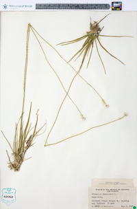 Eriocaulon decangulare image