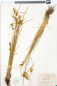 Carex cryptolepis image