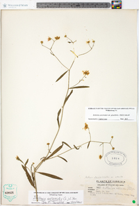 Boltonia asteroides var. glastifolia image