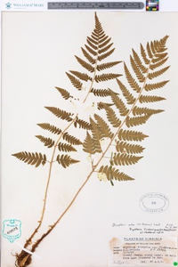 Dryopteris celsa image