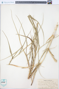 Panicum amarum image