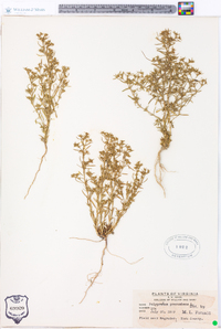 Polypremum procumbens image