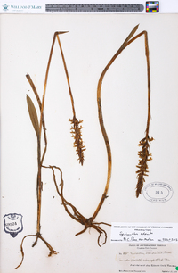 Spiranthes odorata image