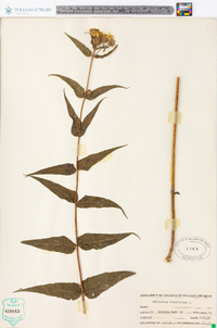 Helianthus divaricatus image