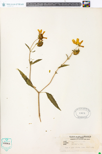 Bidens laevis image