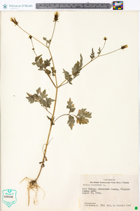 Bidens bipinnata image