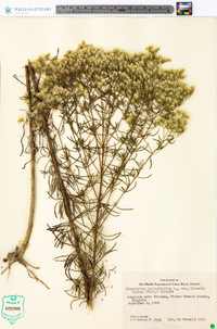 Eupatorium hyssopifolium var. linearifolium image
