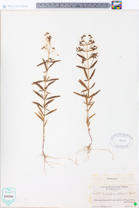 Trichostema setaceum image