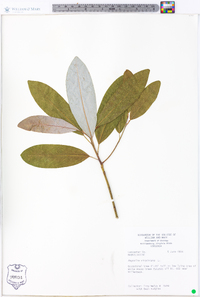 Magnolia virginiana image