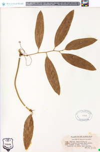 Smilax laurifolia image