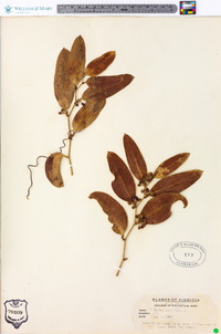 Smilax laurifolia image