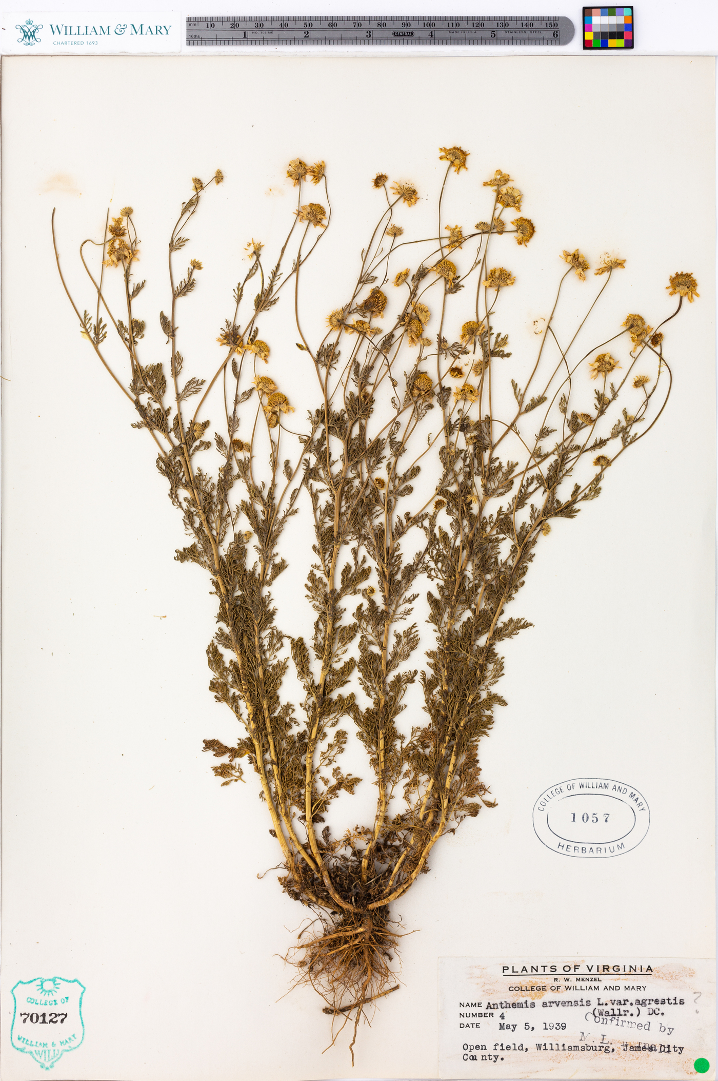 Anthemis arvensis var. agrestis image