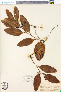 Smilax laurifolia image