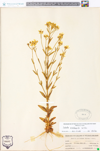 Sabatia quadrangula image