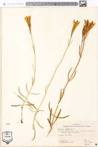 Gentiana autumnalis image