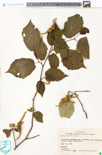 Corylus cornuta image