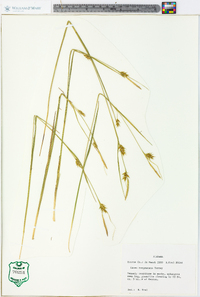 Carex turgescens image