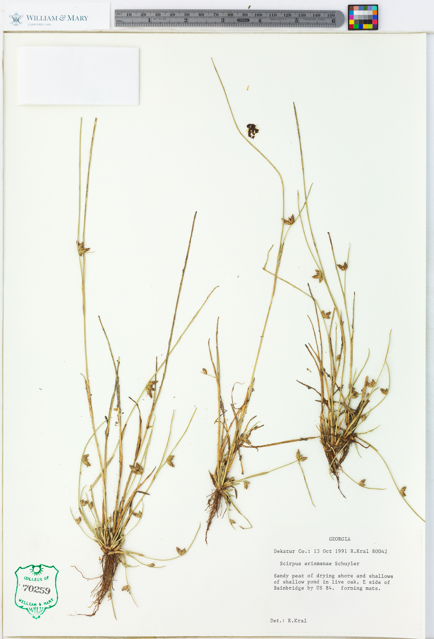 Scirpus erismanae image