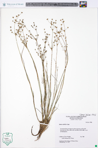 Juncus debilis image