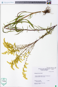 Solidago pinetorum image