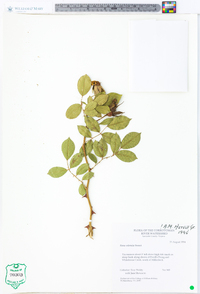 Rosa odorata image