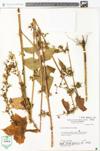 Lactuca floridana image