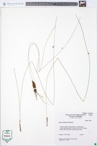 Juncus coriaceus image