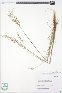 Juncus secundus image