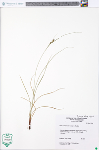 Carex complanata image