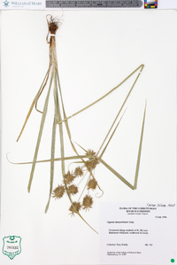 Cyperus lancastriensis image