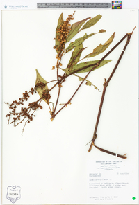 Rumex verticillatus image