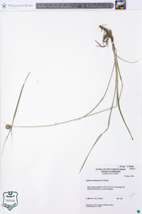 Cyperus echinatus image