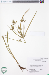 Cyperus iria image