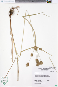 Cyperus lancastriensis image