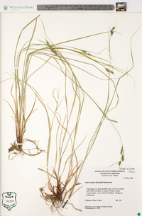 Carex swanii image