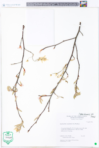 Amelanchier canadensis image