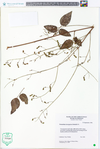 Desmodium laevigatum image