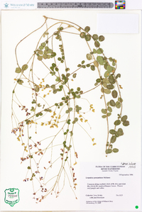 Lespedeza procumbens image