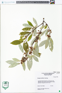 Elaeagnus umbellata image