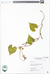 Ipomoea coccinea image