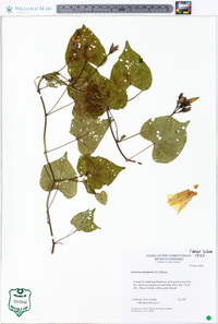 Ipomoea pandurata image