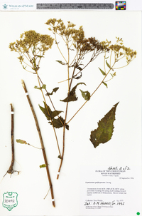 Eupatorium godfreyanum image