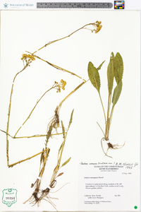 Senecio anonymus image