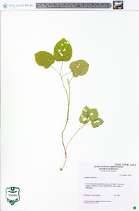 Smilax herbacea image