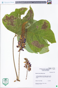 Pueraria montana image