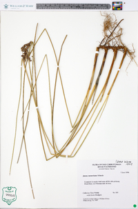 Juncus roemerianus image