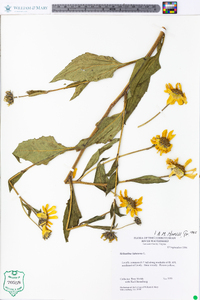 Helianthus tuberosus image