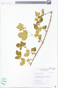 Rubus flagellaris image