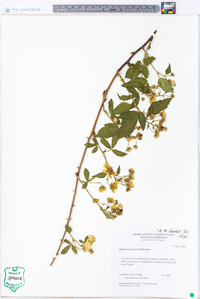 Rubus flagellaris image