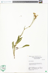 Senecio anonymus image